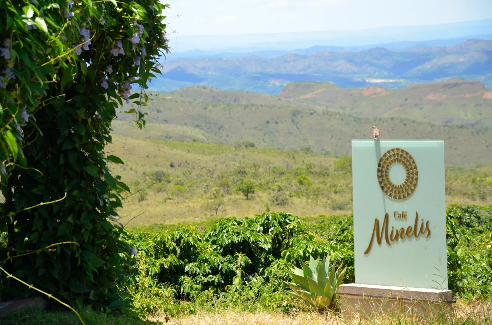 Placa do Café Minelis diante de um cafezal e montanhas