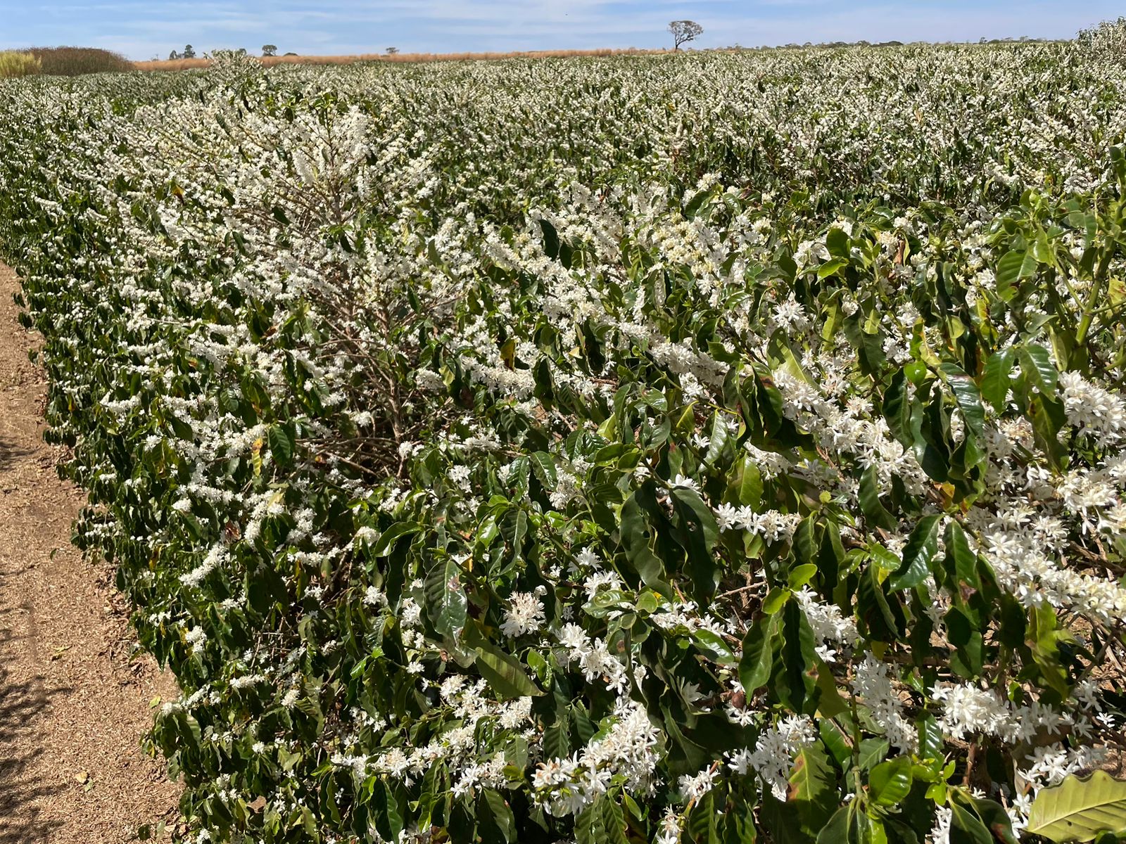 Fazenda Canaã