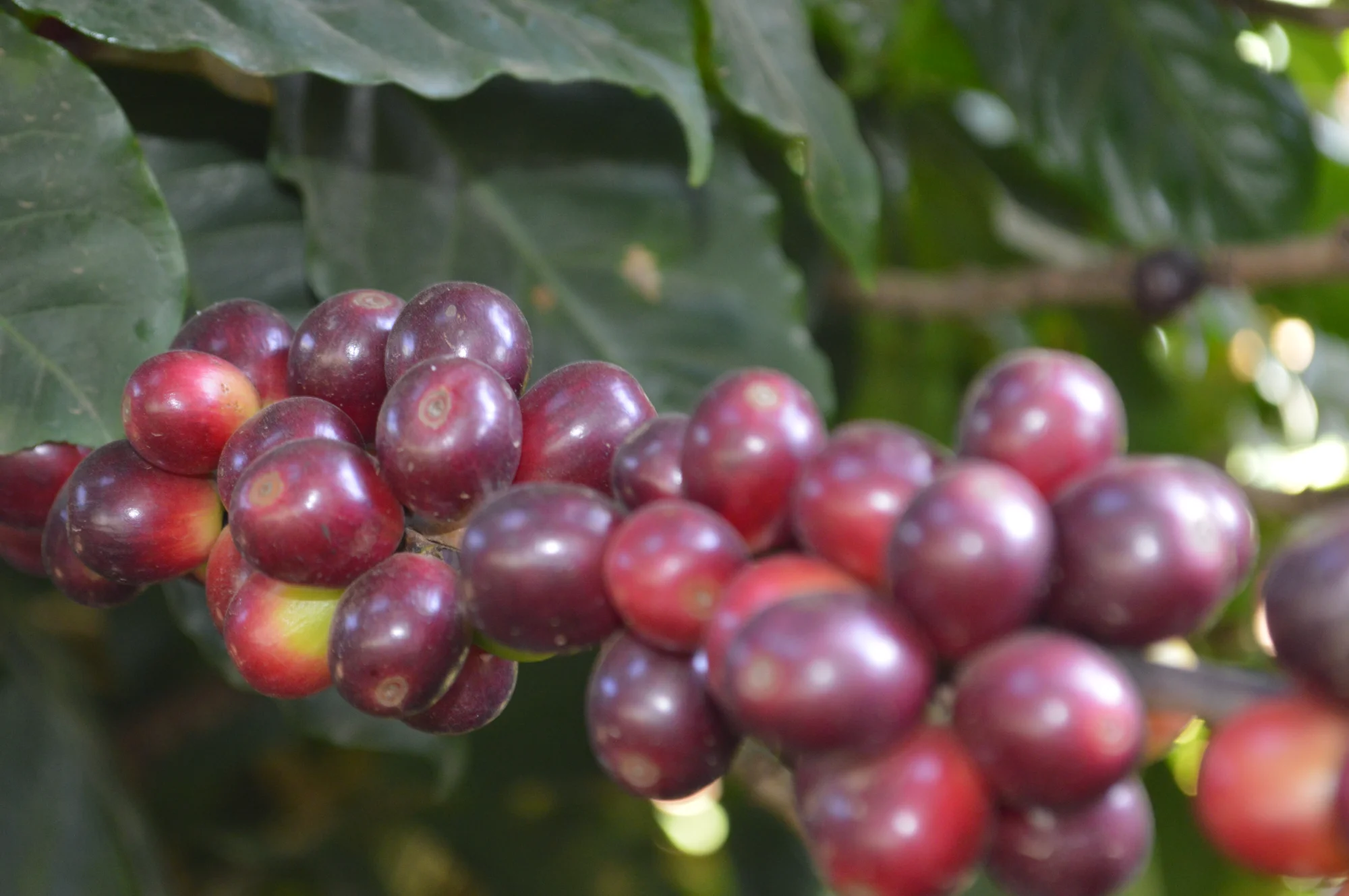 Cerejas de café maduras