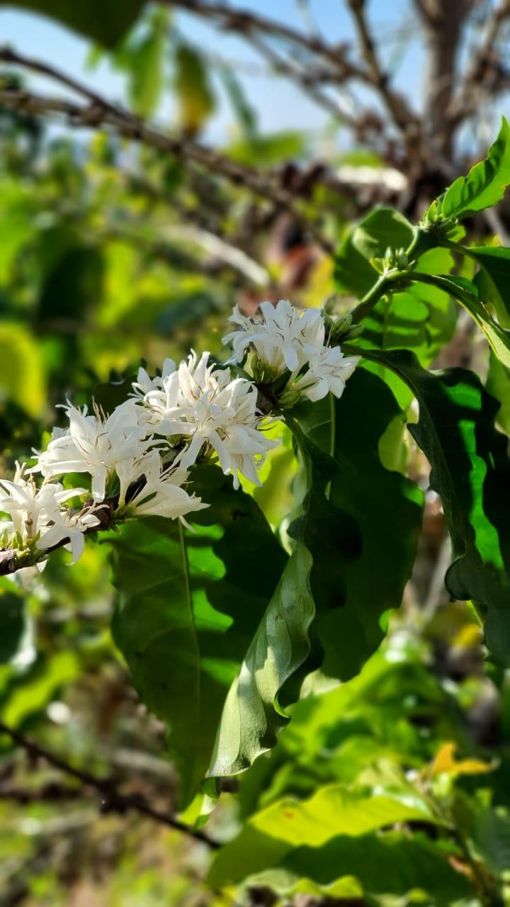 Flores do café
