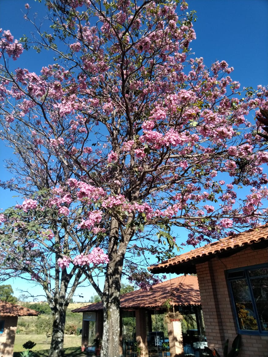 Fazenda Minelis