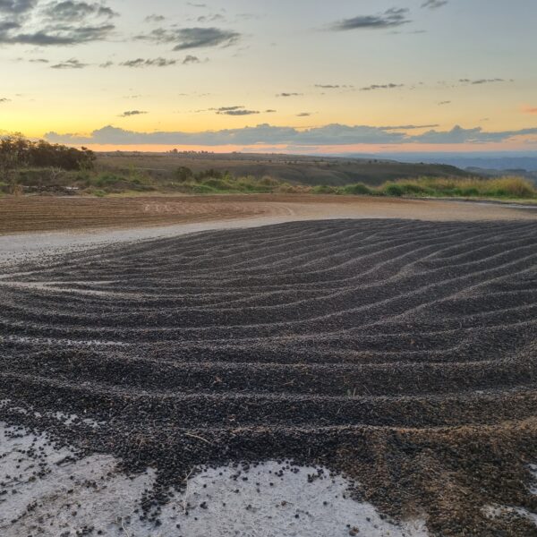 Terreiro com café em secagem diante de uma paisagem rural ao entardecer
