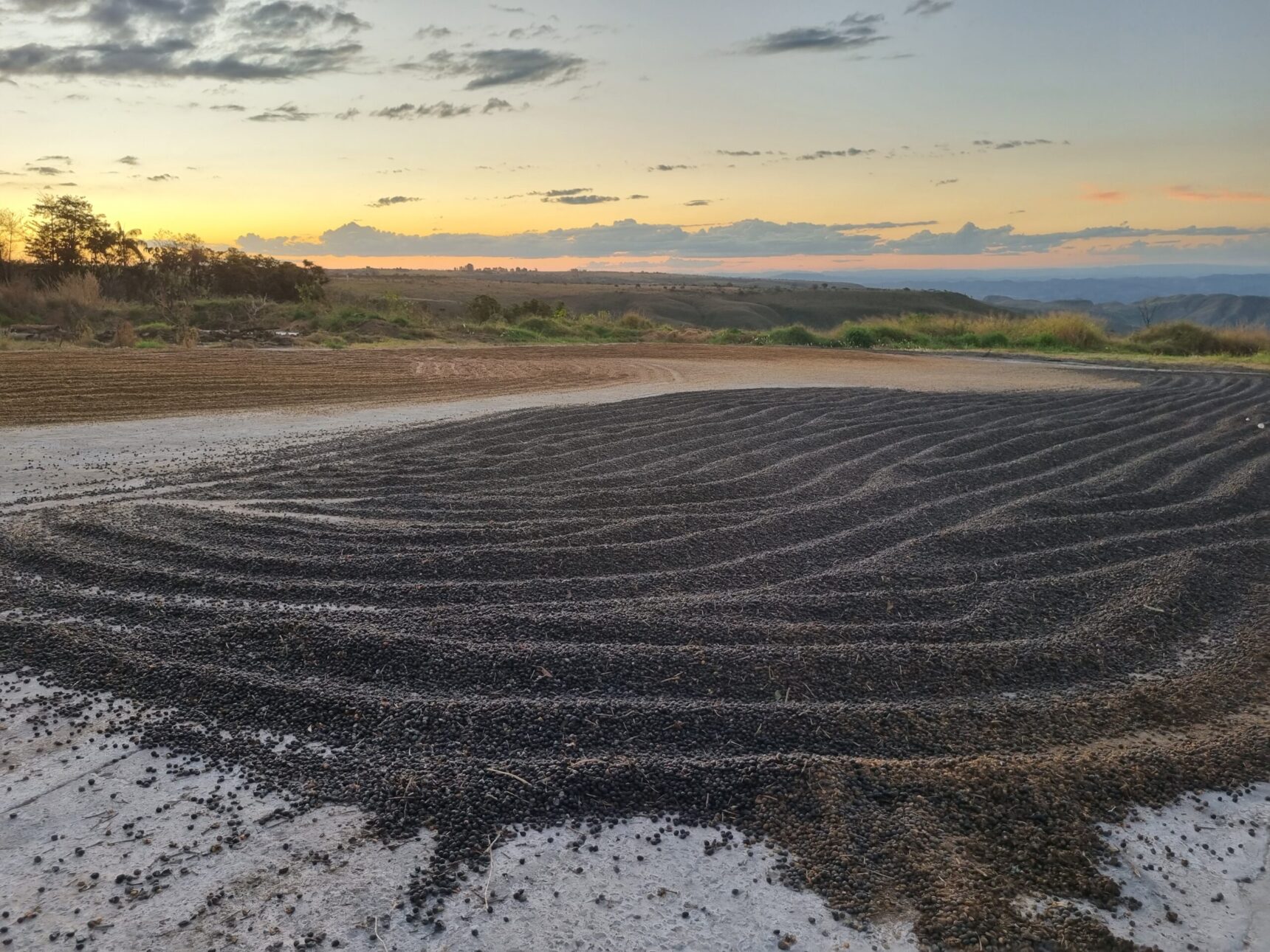 Terreiro com café em secagem diante de uma paisagem rural ao entardecer