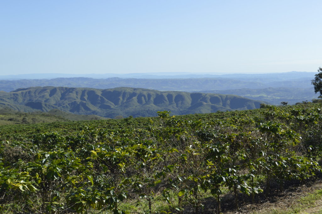 Cafezal em uma encosta com montanhas ao fundo