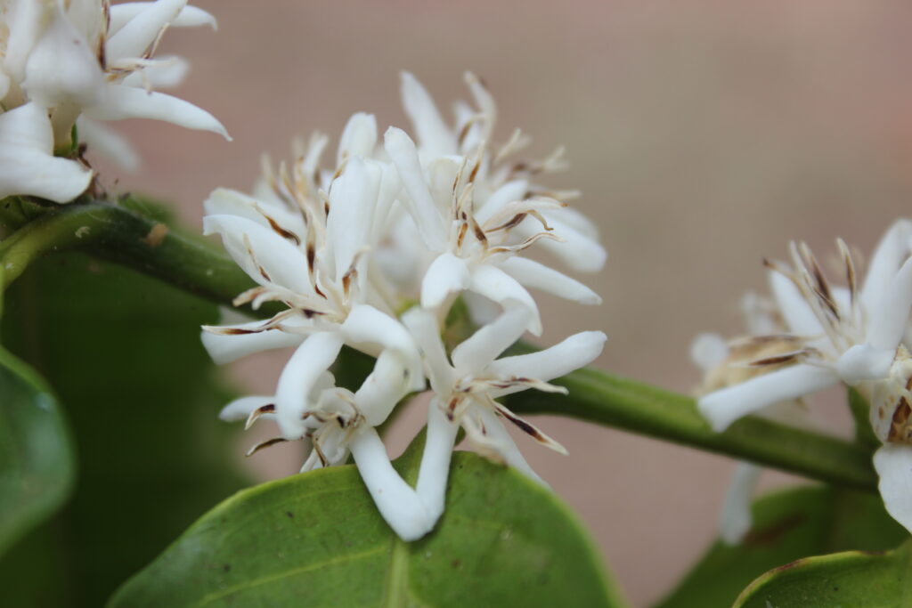 Close-up de flores brancas do cafeeiro