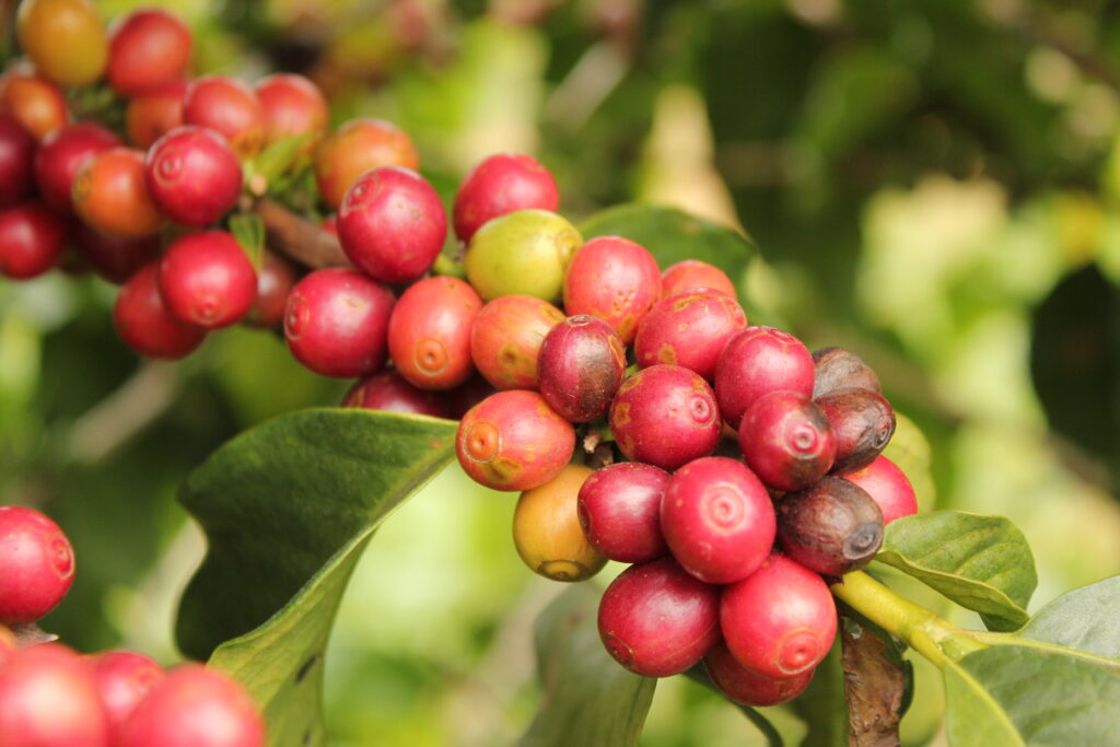 Cachos de frutos de café em diferentes estágios de maturação