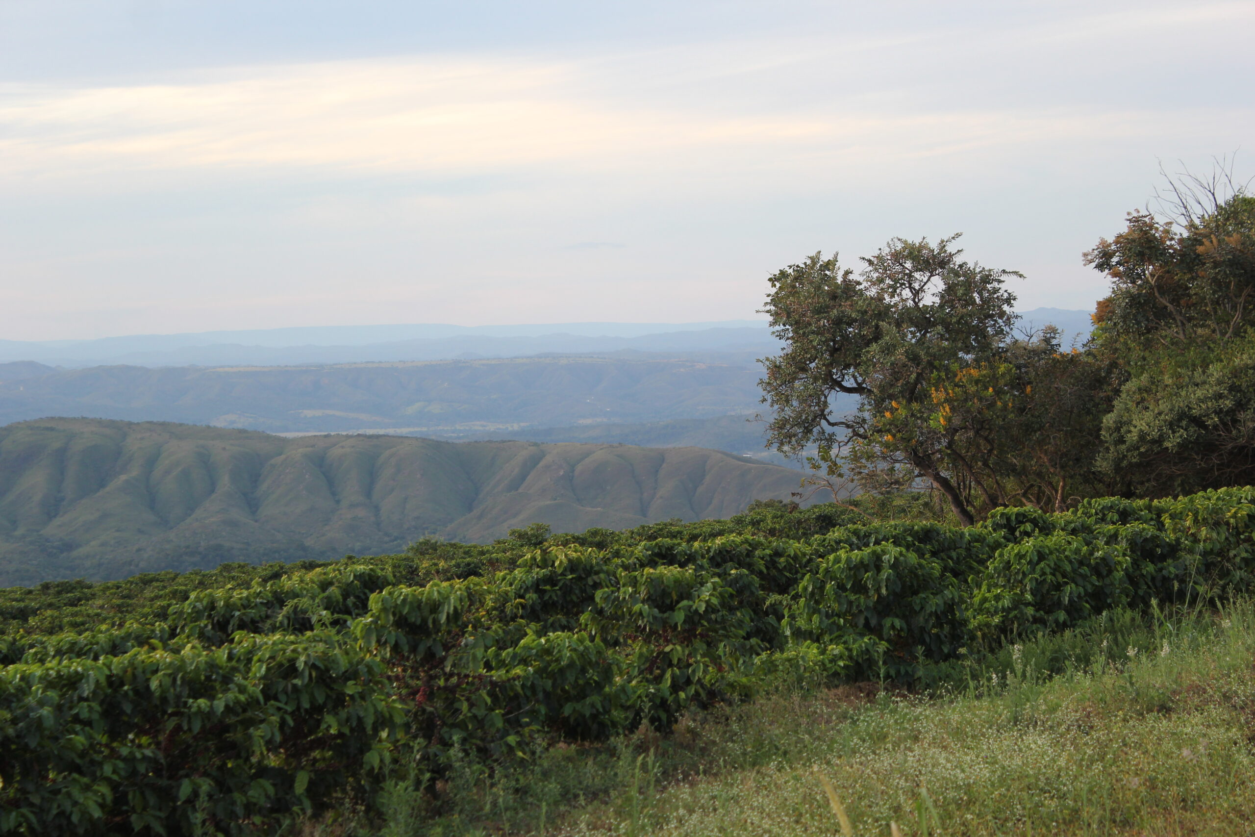 Cafezal em primeiro plano com montanhas ao fundo